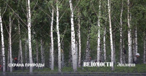 Экологи оценили лесное хозяйство Москвы