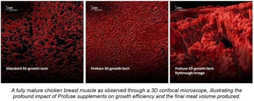 Profuse Technology präsentiert Fortschritte bei der 3D-Kultivierung von Fleisch
