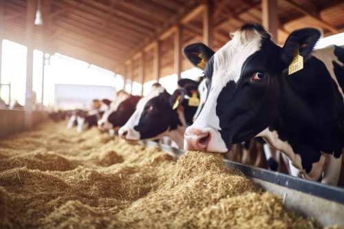 „Das Methanproblem ignorieren“: Die größten Lebensmitteleinzelhändler der Welt versäumen es, die Emissionen von Fleisch und Milchprodukten anzugehen