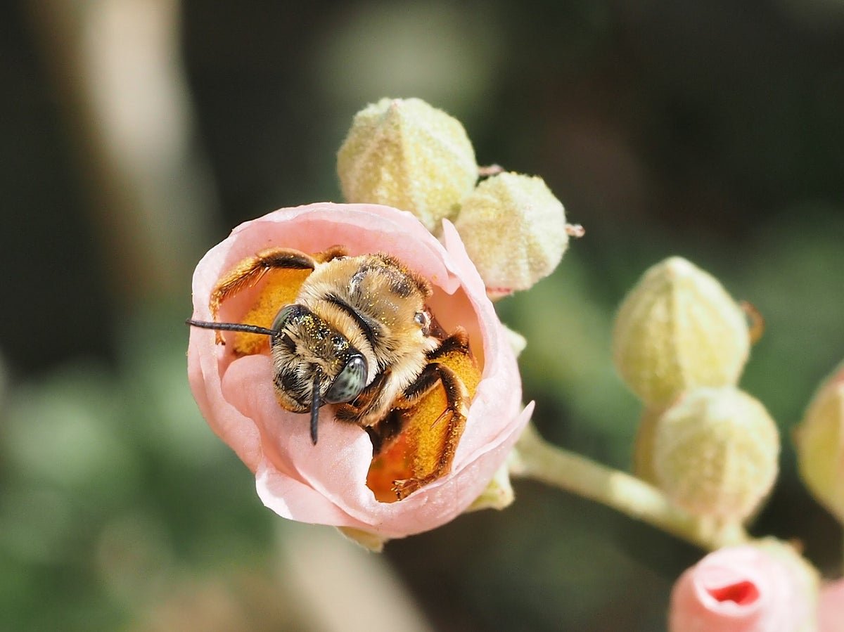 Native Bee Species Still Need Saving