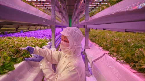 Are These Vertical Farm-Grown Luxury Strawberries the Future of Fruit?