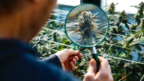 What researchers know (and don’t know) about cannabis