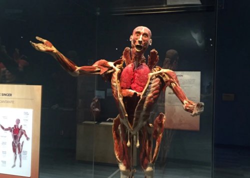 Tech Museum embraces augmented reality with Body Worlds Decoded exhibit