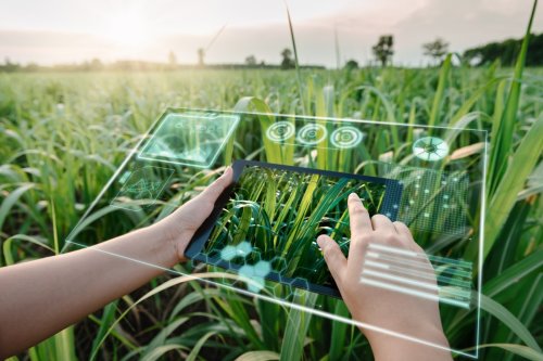 AI delivers real-time data for smarter farming