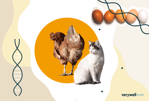 Chickens Might Hold the Antidote to Cat Allergies