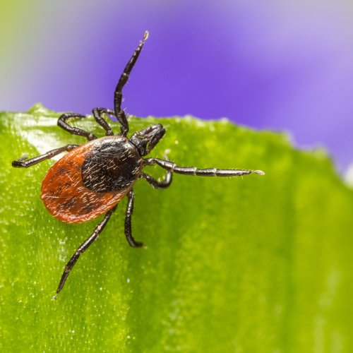 Lyme Disease and Facial Paralysis: Late Symptoms | Flipboard