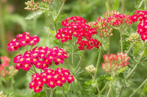 What Is Yarrow?