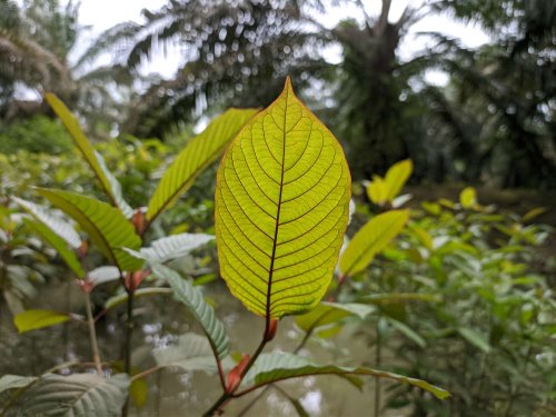 Kratom Tea: How to Sip Responsibly