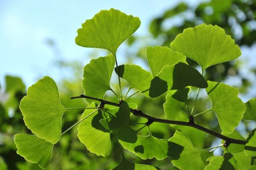 Ginkgo Biloba: Benefits, Safety, and Dosage
