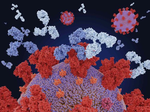 FDA Revokes Authorization for the Only Remaining COVID-19 Monoclonal Antibody Treatment