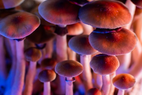 What to Know About Taking Magic Mushrooms for the First Time