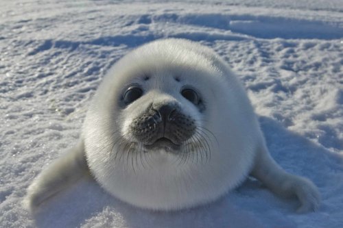The Psychology of Cuteness and Why We're Drawn to The Adorable