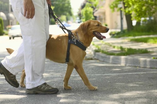 service-dogs-for-adhd-benefits-things-to-consider-application