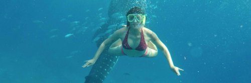 Oslob, Cebu: squali balena e non solo - Viaggi Verde Acido