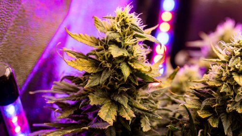 SPD-Spitze: Cannabis-Legalisierung verschoben – so geht's jetzt weiter