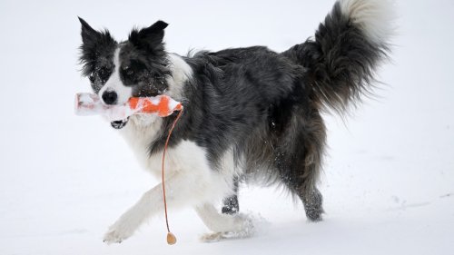 Your Dog Might Be Gifted According To Scientists Flipboard Your Dog Might Be Gifted According To Scientists Flipboard