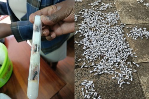 Teens Busted With 5,000 Ants Plead Guilty to Trafficking