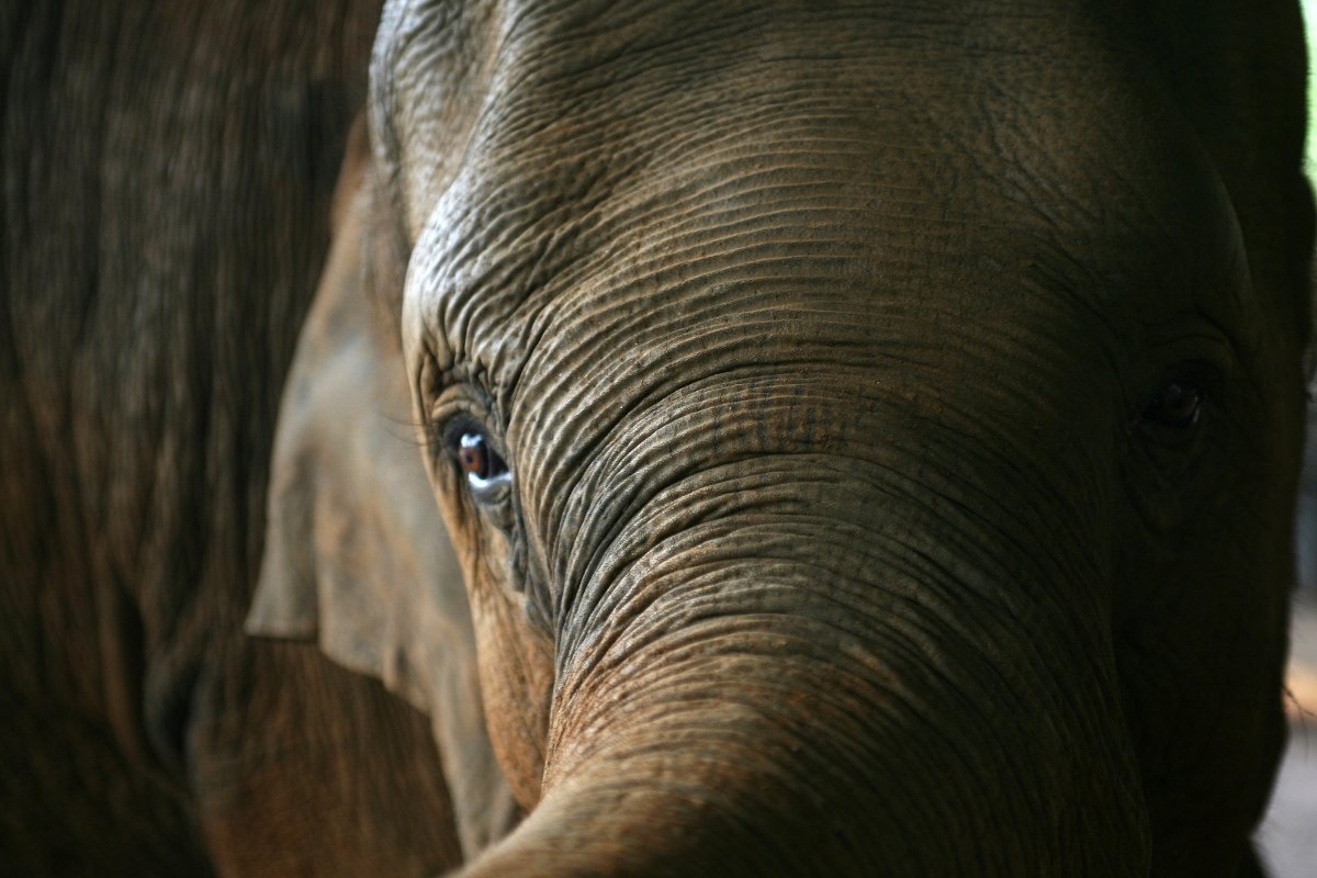 Scientists Are Trying to Save Endangered Animals With Poop