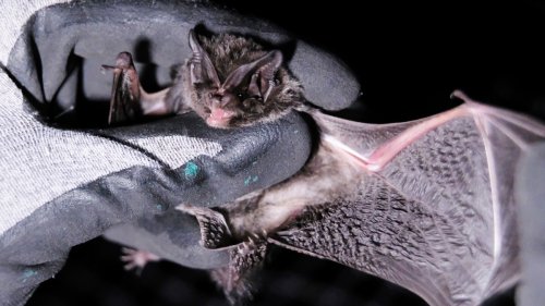 Scientists Now Think They Know What Started China's Deadly Coronavirus: Bats