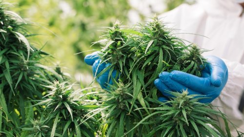 Erste Forschungsergebnisse: Cannabis könnte vor Corona schützen