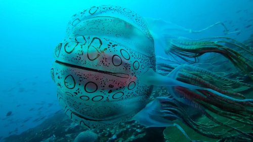 Un plongeur a réussi à filmer une méduse extrêmement rare
