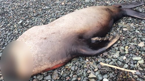 Decapitated Sea Lions Mysteriously Keep Turning Up on Canada’s Beaches