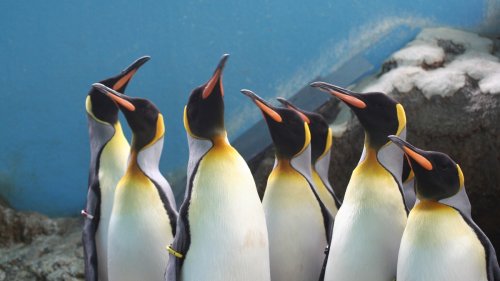 Penguins Refuse to Eat Cheaper Fish After Aquarium Cut Cost to Fight Inflation
