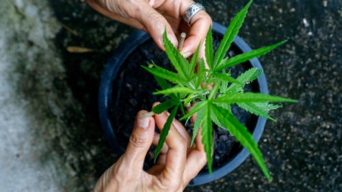 People Will Be Able To Gift and Grow Cannabis Under Proposed NSW Law Reform