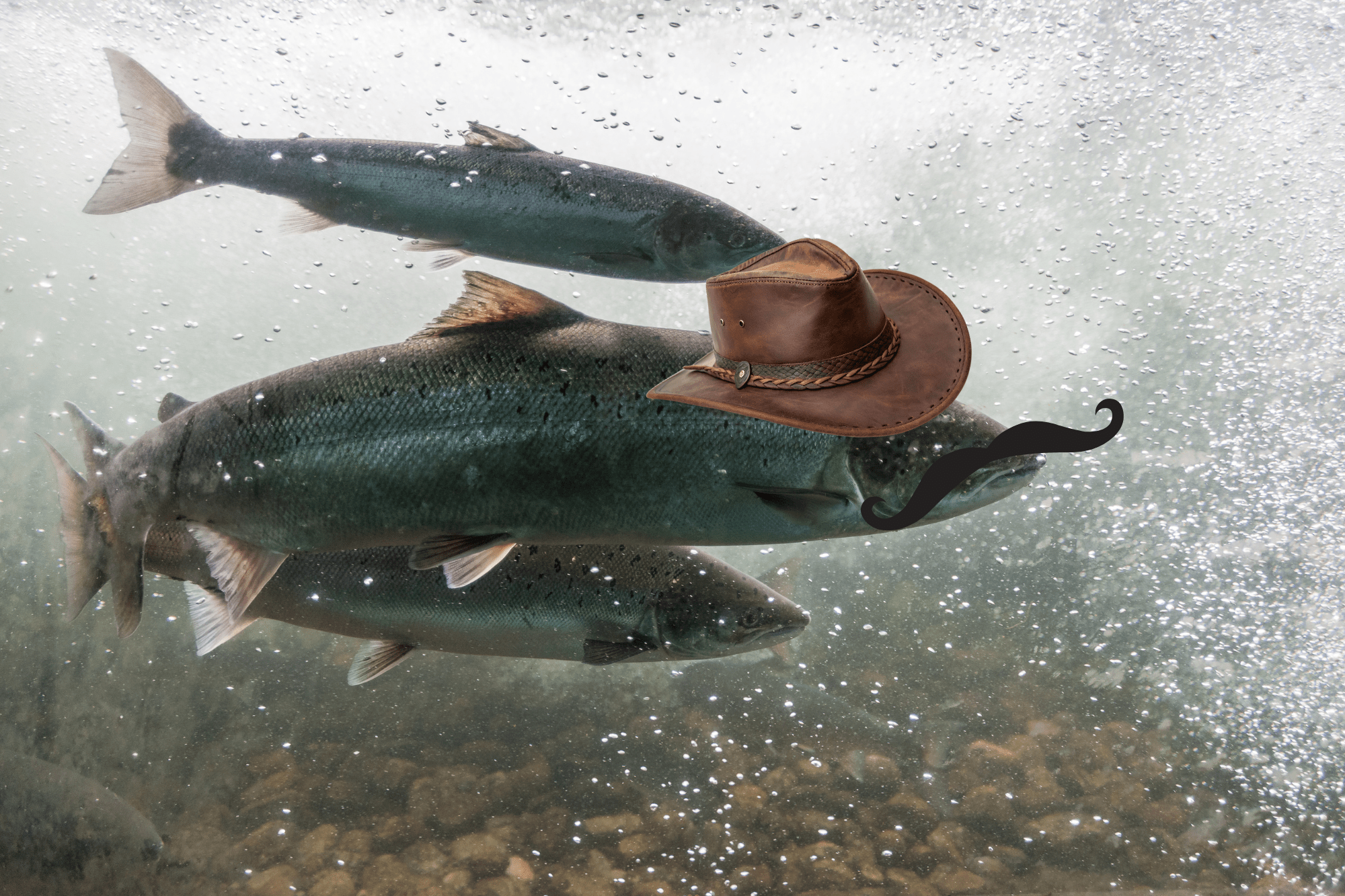 Norwegian Company Just Put a Bounty on 27,000 Escaped Salmon