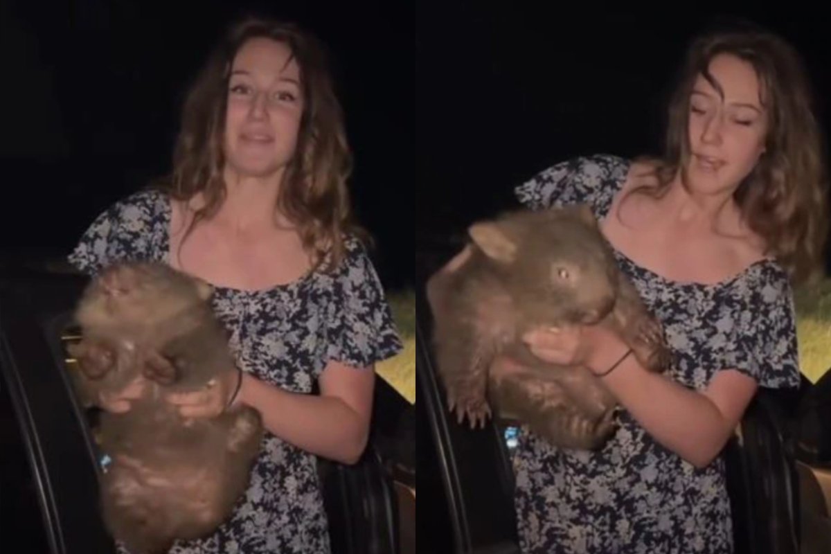 US Influencer Stole a Baby Wombat From Its Mother and Filmed It. Now She Might Lose Her Visa.