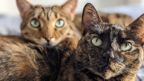 Cats Actually Know Each Other's Names, Study Suggests
