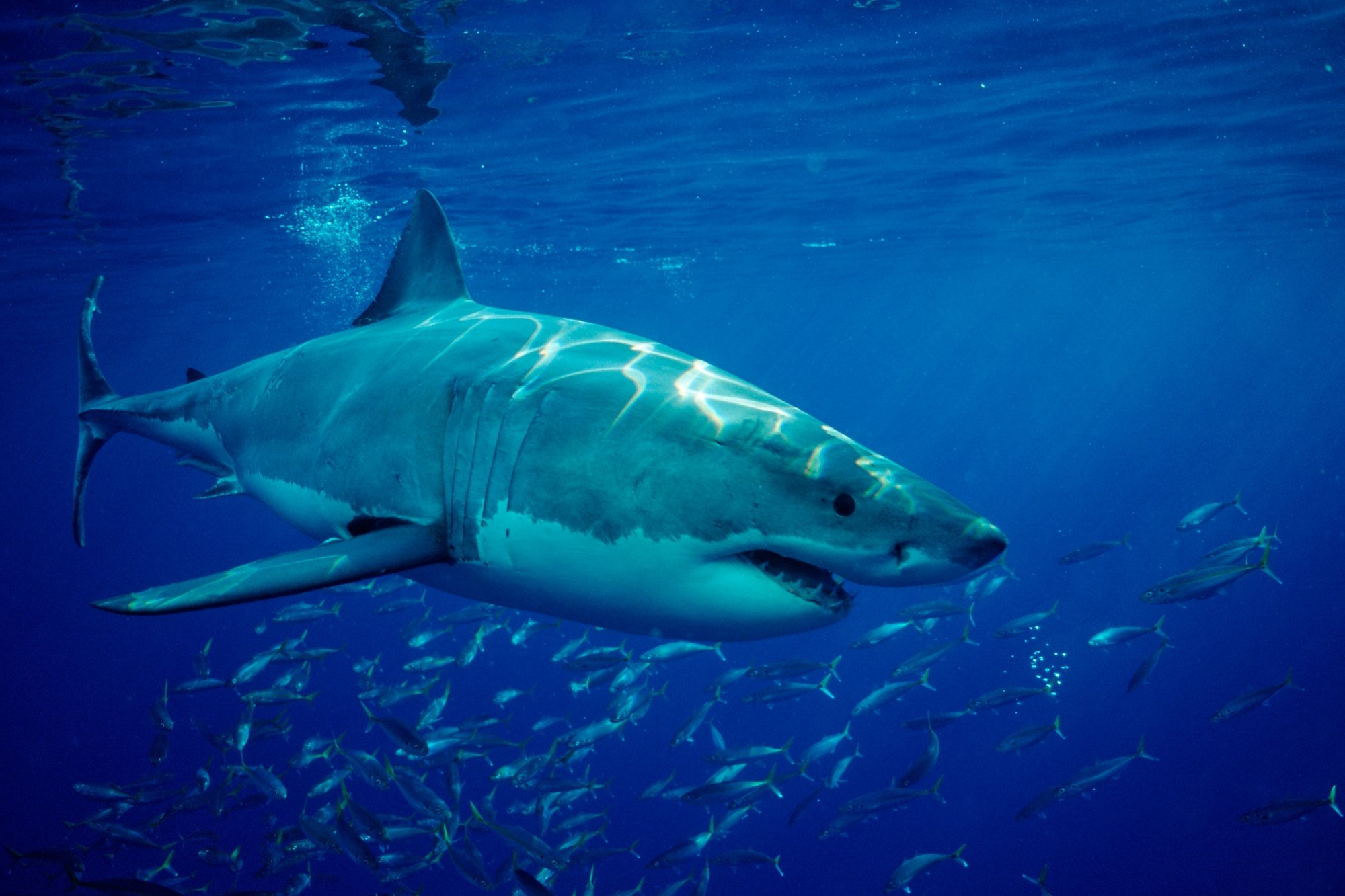 Mutilated Great White Shark's Killers Identified With DNA Analysis