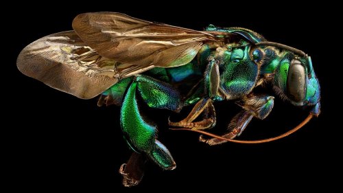 10,000 Stacked Photos Create Insanely Detailed Insect Portraits