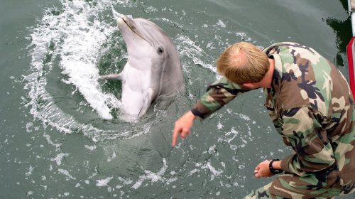Russia Has Deployed Dolphins to the Black Sea