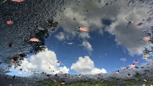 See Inverted Landscapes Captured in Perfectly Reflective Puddles