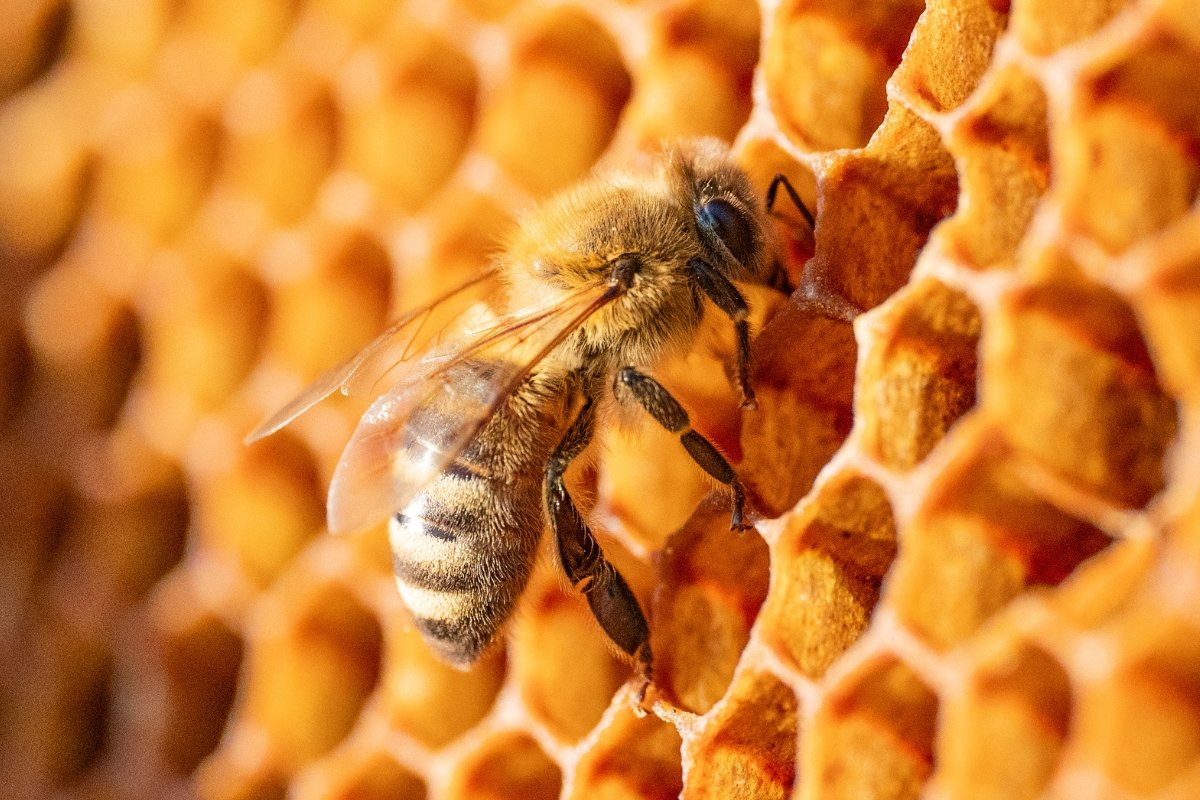 US Honey Bee Populations Could Plummet 70% This Year