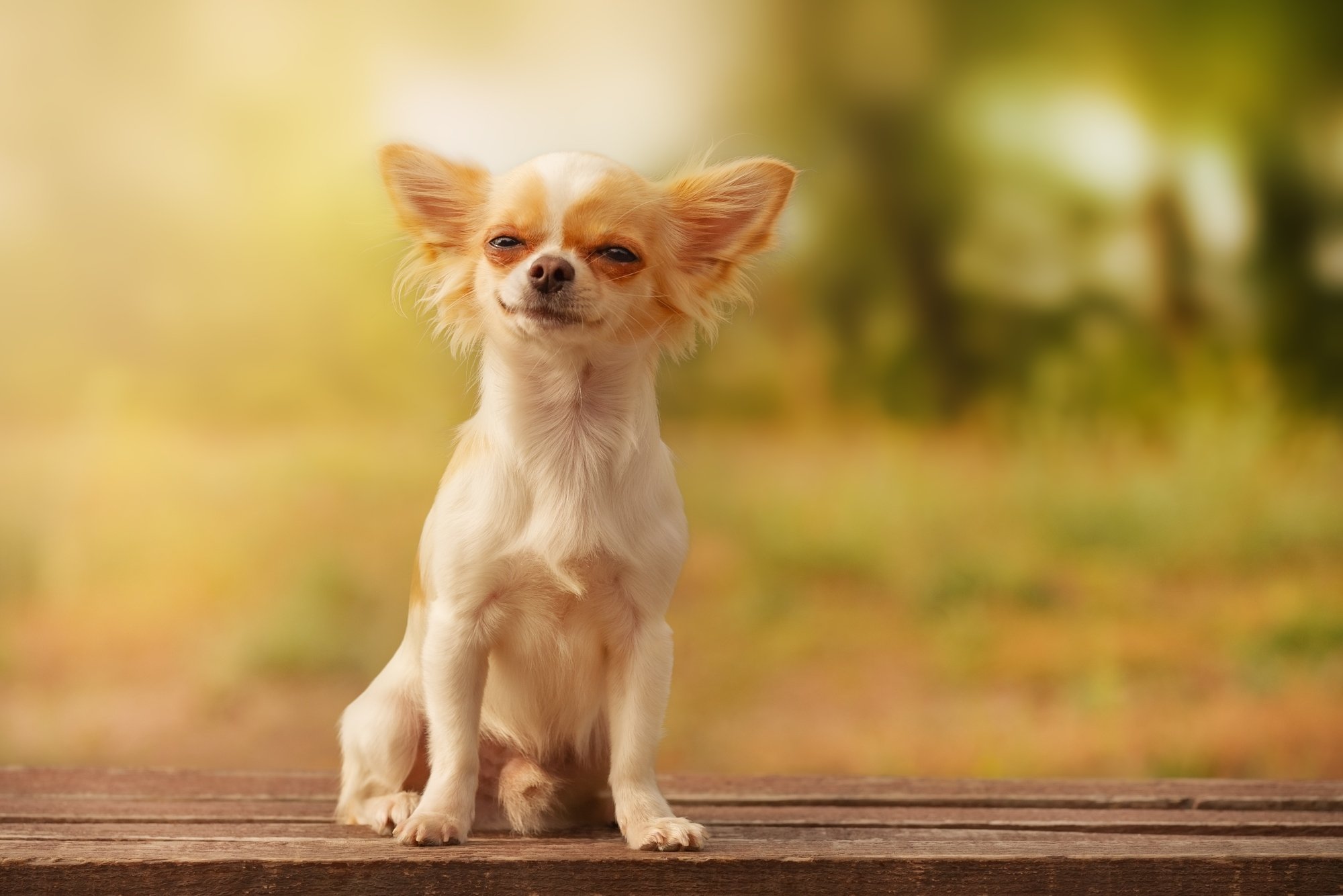 Biologist reveals what dogs are trying to communicate when they blink