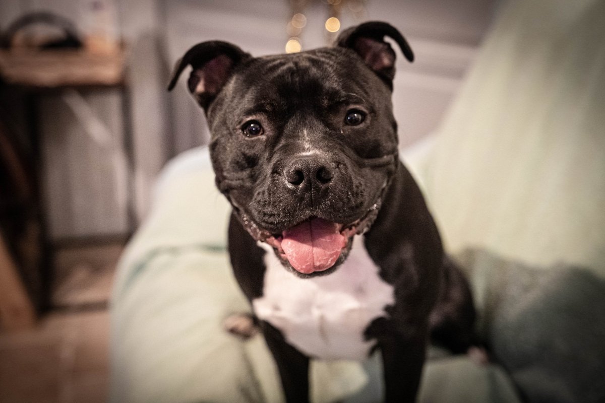 Man Shot by His Dog While Lying in Bed With His Girlfriend