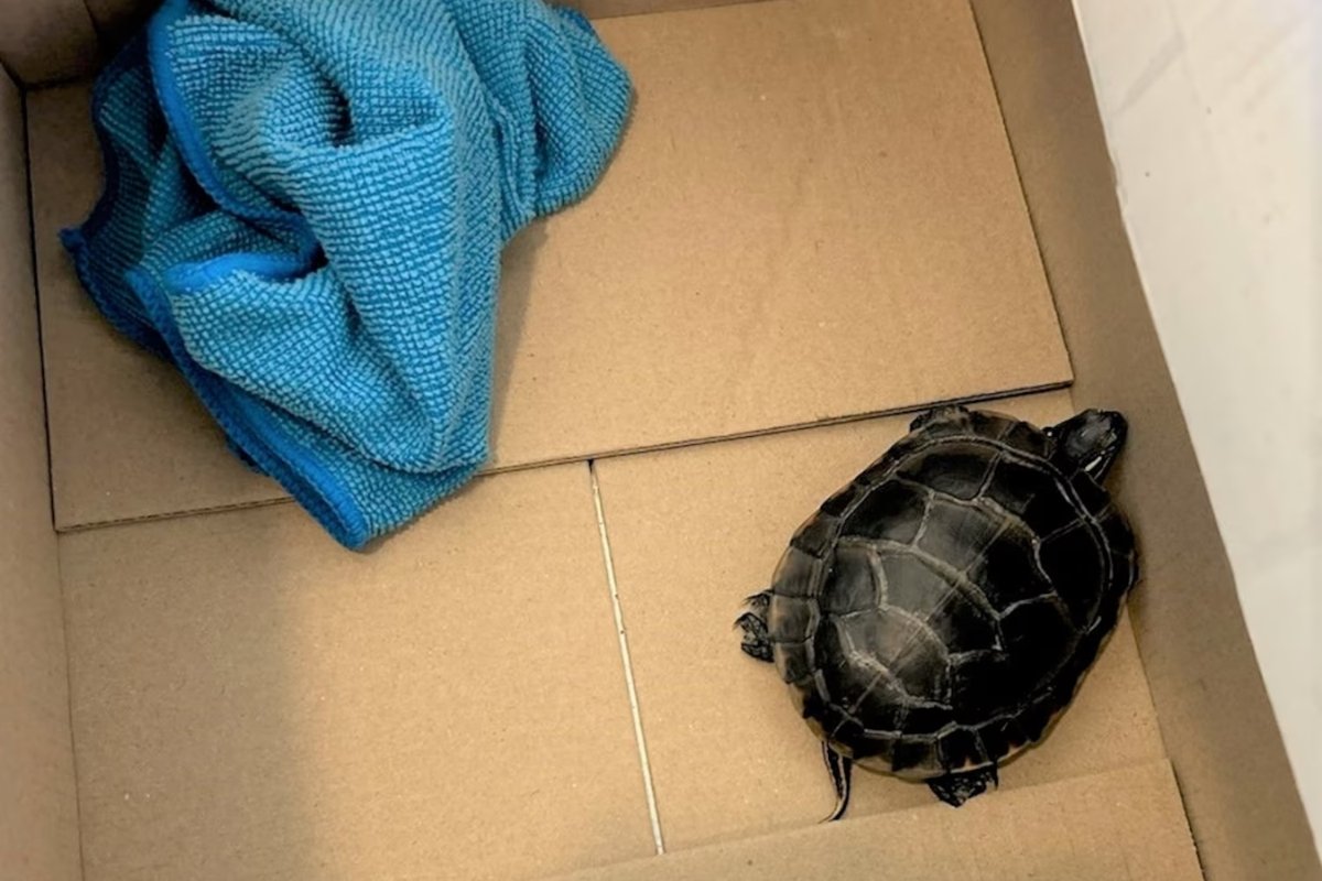 Man Caught Trying to Sneak Through Airport Security With a Live Turtle in His Pants