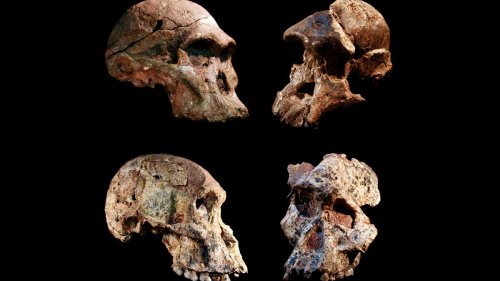 'Cradle of Humankind' Fossils Are 1 Million Years Older Than We Thought, Scientists Say