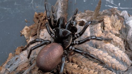 Funnel-Web Spiders Could Hold the Cure to Skin Cancer