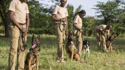 Ivory-Sniffing Dogs Are Running Down Poachers Across Africa