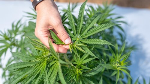 La « plus grande arnaque mondiale liée au cannabis » est en train de s’effondrer