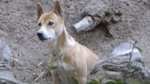 Scientists Rediscover Rare ‘Singing’ Dogs Thought to Have Gone Extinct