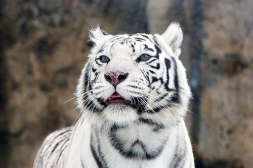 Couple Arrested for Breeding Exotic Cats and Selling Them Online