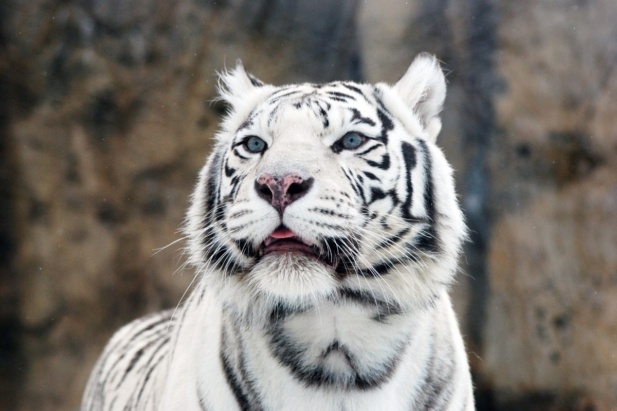 Couple Arrested for Breeding Exotic Cats and Selling Them Online