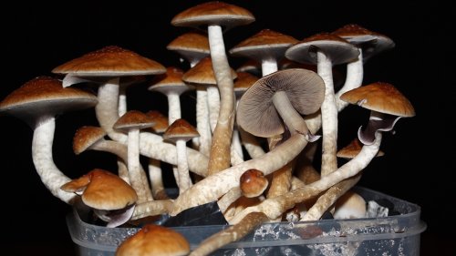 How Long Until We Can Grow Medicinal Magic Mushrooms: An Investigation
