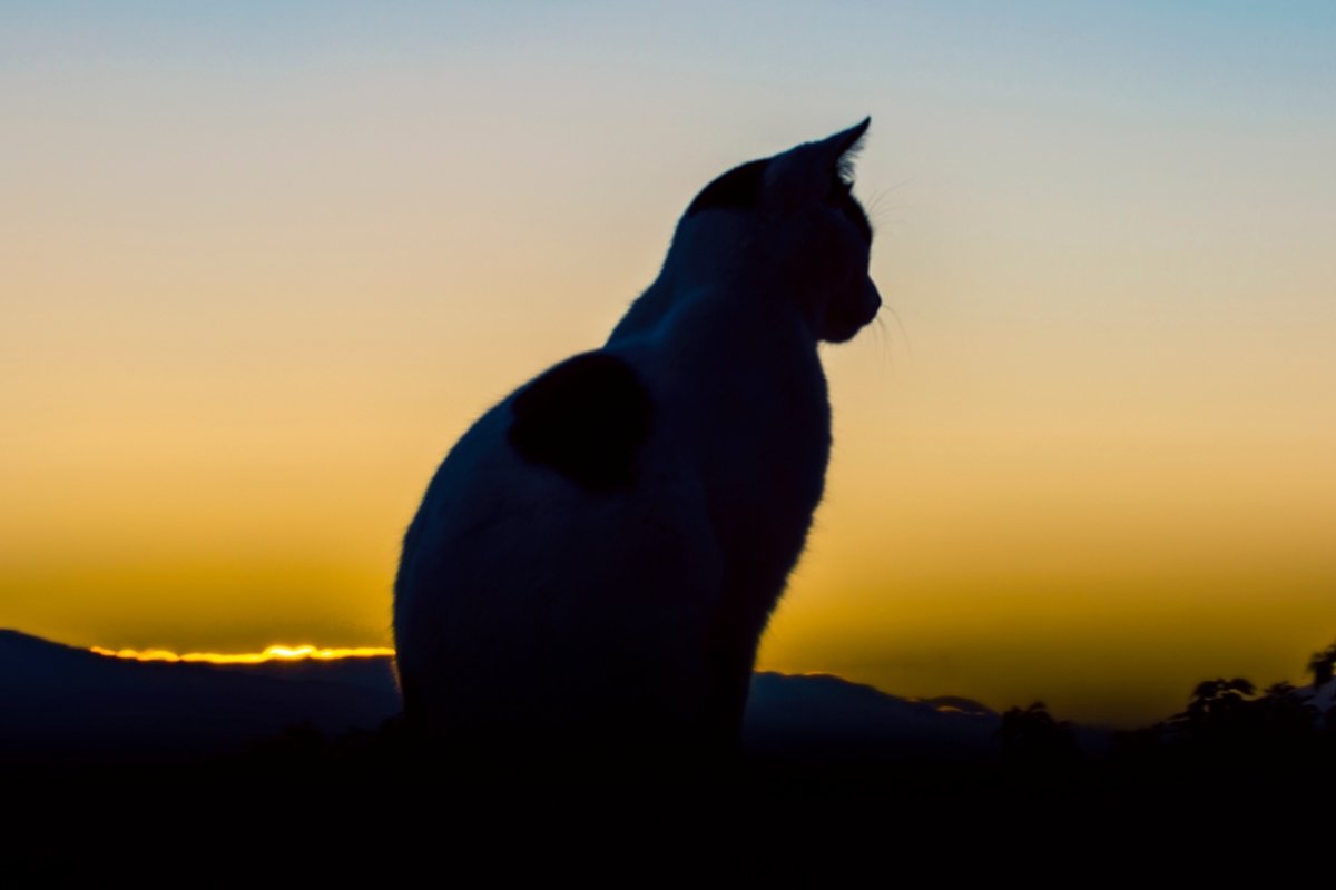 CDC Deleted Its Report on Bird Flu Spread Between Cats and Humans