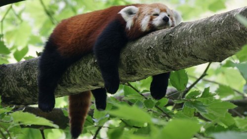 Do animals dream?