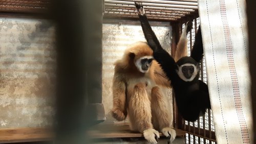 Zookeepers Say They’ve Solved the Mystery of How a Gibbon Got Pregnant by Herself